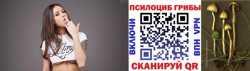 мега   Адыгейск  Псилоцибиновые грибы Psilocybe 